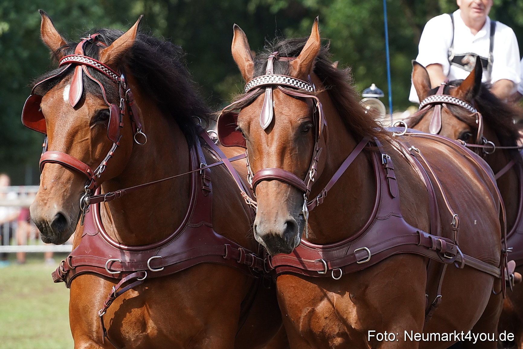 Pferde und Fohlenschau 2022 0232 